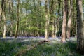 Carpet of wild bluebells amidst the trees in a wood at Ashridge, UK Royalty Free Stock Photo