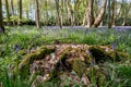 Carpet of wild bluebells amidst the trees in a wood at Ashridge, UK Royalty Free Stock Photo