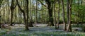 Carpet of wild bluebells amidst the trees in a wood at Ashridge, UK Royalty Free Stock Photo