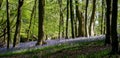 Carpet of wild bluebells amidst the trees in a wood at Ashridge, UK Royalty Free Stock Photo