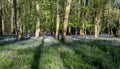 Carpet of wild bluebells amidst the trees in woods at Ashridge, UK Royalty Free Stock Photo