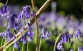 Carpet of wild bluebells on the forest floor in spring, photographed at Old Park Wood nature reserve, Harefield, Hillingdon UK. Royalty Free Stock Photo