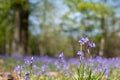 Close up of bluebell flower amid carpet of wild bluebells, photographed at Pear Wood in Stanmore, Middlesex, UK