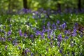 Carpet of wild bluebells under the trees, photographed at Pear Wood in Stanmore, Middlesex, UK Royalty Free Stock Photo
