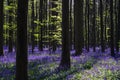 Carpet of wild bluebells in undergrowth. Royalty Free Stock Photo