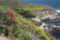 Carpet of wild flowers on Big Sur coast, California Royalty Free Stock Photo