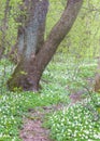 Carpet of wild flowers in Ryaskog forest near gothenbugr sweden Royalty Free Stock Photo