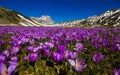 Carpet of wild mountain crocus flowers at Campo Imperatore, Abruzzo Royalty Free Stock Photo