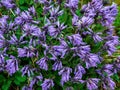 Carpet of wild mountain purple flowers, top view. Lush purple flowers bushes Dracocephalum imberbe close up. Background of Royalty Free Stock Photo
