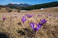 Carpet of Wild violet crocus or saffron flowers Royalty Free Stock Photo