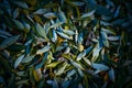 Carpet of yellow-green fallen leaves in the evening light. Abstract dark autumn background Royalty Free Stock Photo