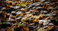 Carpet of yellow maple leaves lying on the ground in morning sunlight. Abstract autumn leafy background Royalty Free Stock Photo