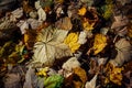 Carpet of yellow maple leaves lying on the ground in morning sunlight, close-up. Abstract autumn leafy background