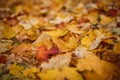 Carpet of yellow, red fallen leaves in autumn. Royalty Free Stock Photo