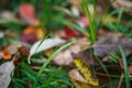 Carpet of yellow, red fallen leaves in autumn. Royalty Free Stock Photo