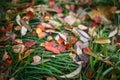 Carpet of yellow, red fallen leaves in autumn. Royalty Free Stock Photo