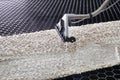 Carpet chemical cleaning with professionally extraction method