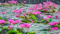 Carpets lakeside water lily Royalty Free Stock Photo