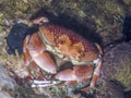 Carpilius corallinus,batwing coral crab Royalty Free Stock Photo