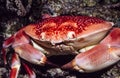 Carpilius corallinus or Batwing Coral Crab Royalty Free Stock Photo