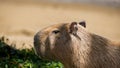Carpincho capibara capybara Hydrochoerus hydrochaeris, chiguire in profile