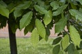 Carpinus betulus branch close up Royalty Free Stock Photo