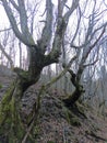 Carpinus betulus wood forest mistic nature abstract