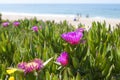 Carpobrotus acinaciformis