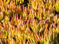 Carpobrotus acinaciformis