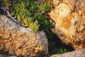 carpobrotus acinaciformis grows on stones, contrast and beauty