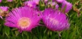 Carpobrotus acinaciformis Mediterranean succulent flowers