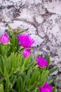 Carpobrotus acinaciformis succulent plant known by the common name sea fig blooming in the Kiparissi Lakonias, Peloponnese, Greece