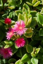 Carpobrotus Chilensis or Carpobrotus edulis flower close up. Royalty Free Stock Photo