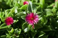 Carpobrotus Chilensis or Carpobrotus edulis flower close up. Royalty Free Stock Photo