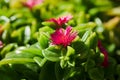 Carpobrotus Chilensis or Carpobrotus edulis flower close up. Royalty Free Stock Photo