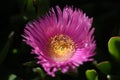 Carpobrotus chilensis or carpobrotus edulis flower closeup Royalty Free Stock Photo