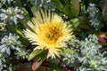 Carpobrotus Chilensis or Carpobrotus edulis flower. Pink and yellow blooming sea fig blossoms and green succulent foliage. Ice Royalty Free Stock Photo