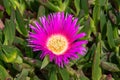 Carpobrotus Chilensis or Carpobrotus edulis flower. Pink and yellow blooming sea fig blossoms and green succulent foliage. Ice Royalty Free Stock Photo