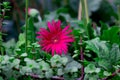 Carpobrotus Chilensis or Carpobrotus edulis flower. Pink and yellow blooming sea fig blossoms   and green succulent foliage Royalty Free Stock Photo