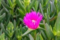Carpobrotus Chilensis or Carpobrotus edulis flower. Pink and yellow blooming sea fig blossoms and green succulent foliage. Ice Royalty Free Stock Photo