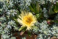 Carpobrotus Chilensis or Carpobrotus edulis flower. Pink and yellow blooming sea fig blossoms and green succulent foliage. Ice Royalty Free Stock Photo