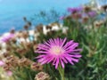 Carpobrotus Chilensis or Carpobrotus edulis flowers, close up. Purple blooming sea fig blossoms and green succulent Royalty Free Stock Photo