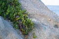 Carpobrotus, commonly known as pigface Royalty Free Stock Photo