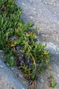 Carpobrotus, commonly known as pigface Royalty Free Stock Photo