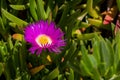 Carpobrotus glaucescens flowers, close up Royalty Free Stock Photo