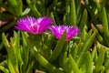 Carpobrotus glaucescens flowers, close up Royalty Free Stock Photo