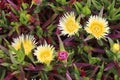 Carpobrotus edulis flowers Royalty Free Stock Photo