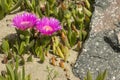 Plants and flowers of Hottentot fig on sand beach in Italy.