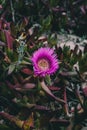 Carpobrotus edulis purple flower. Closeup view of wild green succulent background. Wild pink flowers at the beach. Royalty Free Stock Photo