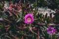 Carpobrotus edulis purple flower. Closeup view of wild green succulent background. Wild pink flowers at the beach. Royalty Free Stock Photo